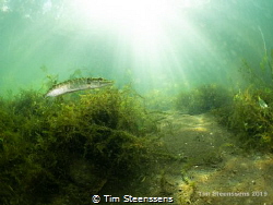 Common pike catching the sunrays in a pond near Antwerp. by Tim Steenssens 